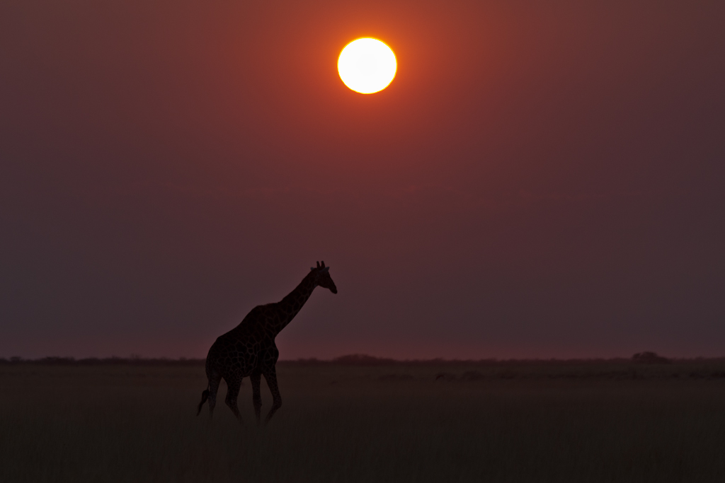 FAUNA