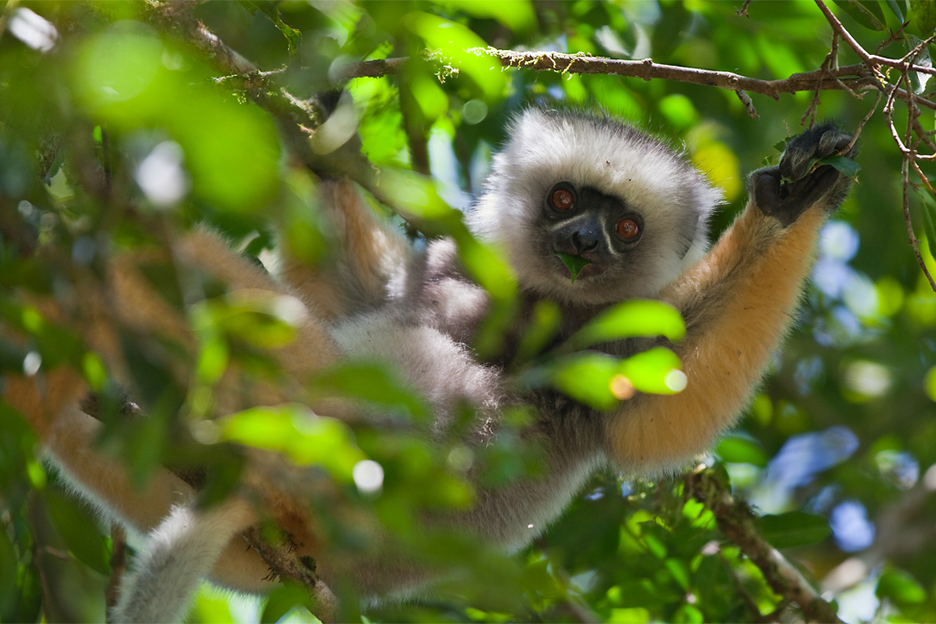 02 Lemur Madagascar