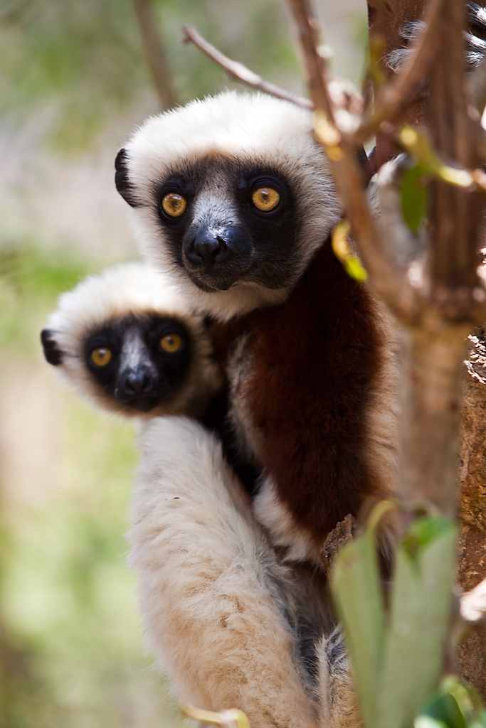 07 Lemuren Madagascar