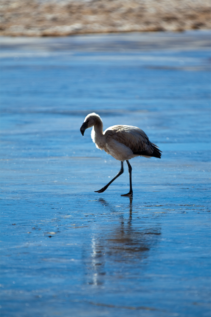 08 Young Flamingo Bolivien