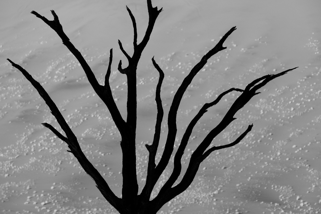 Land 11 Dead Vlei detail Namibia